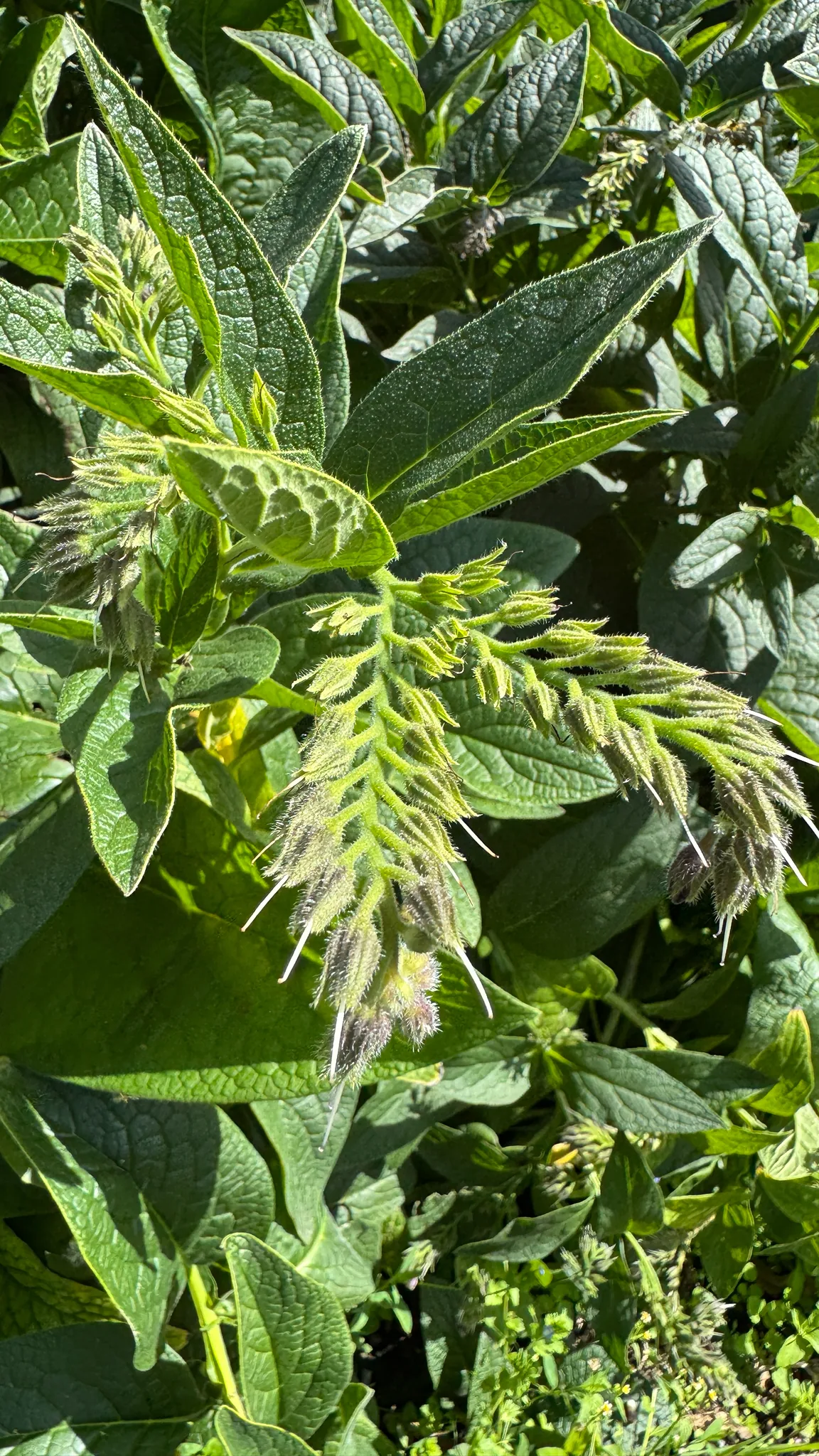 Comfrey (Symphytum officinale), photograph