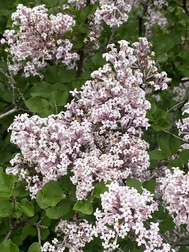 Photo: (c) Sandy Wolkenberg, some rights reserved · CC BY · via iNaturalist dwarf lilac (Syringa meyeri), photograph