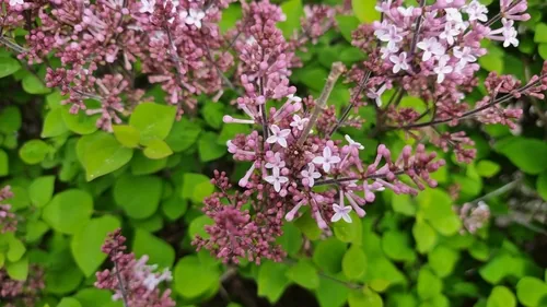 Photo: (c) Julien Lepage, some rights reserved (CC BY) · cc-by · via iNaturalist Dwarf Lilac (Syringa meyeri), photograph