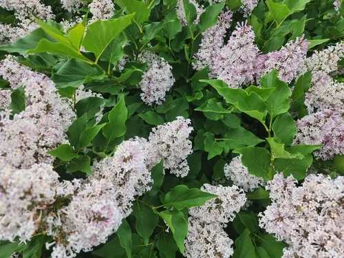 Dwarf Lilac (Syringa meyeri), photograph