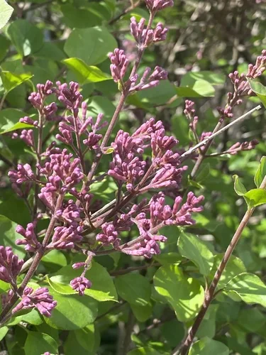 Dwarf Lilac (Syringa meyeri), photograph