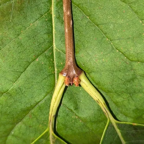 Manchurian lilac (Syringa reticulata subsp. pekinensis), photograph