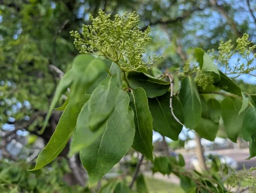 Photo: (c) Jeff D Hansen, some rights reserved · CC BY · via iNaturalist Manchurian Lilac (Syringa reticulata subsp. pekinensis), photograph