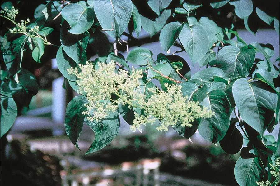 Manchurian lilac (Syringa reticulata subsp. pekinensis), photograph