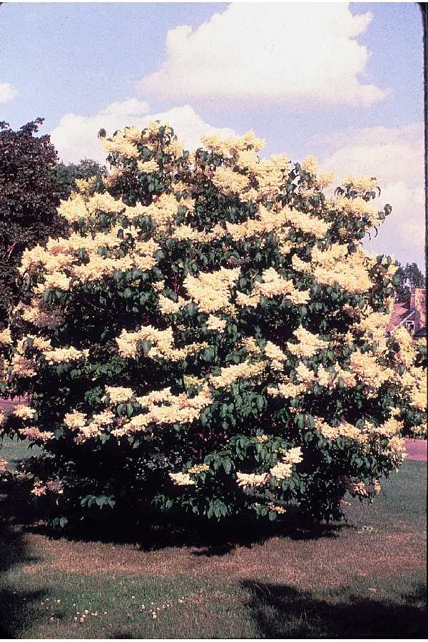Manchurian lilac (Syringa reticulata subsp. pekinensis), photograph
