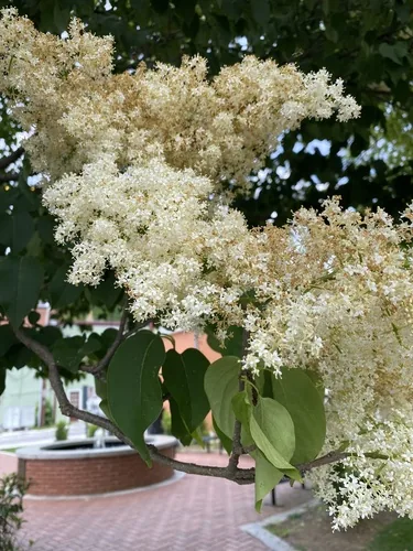 Manchurian lilac (Syringa reticulata subsp. pekinensis), photograph