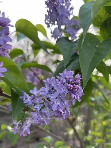 Lilac, photograph
