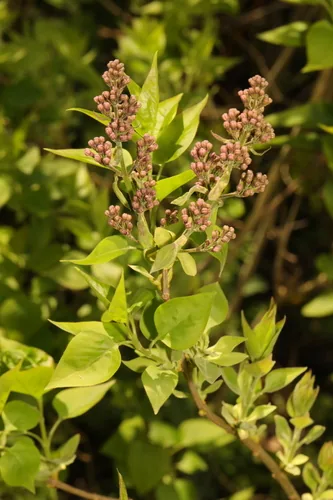lilac (Syringa vulgaris), photograph