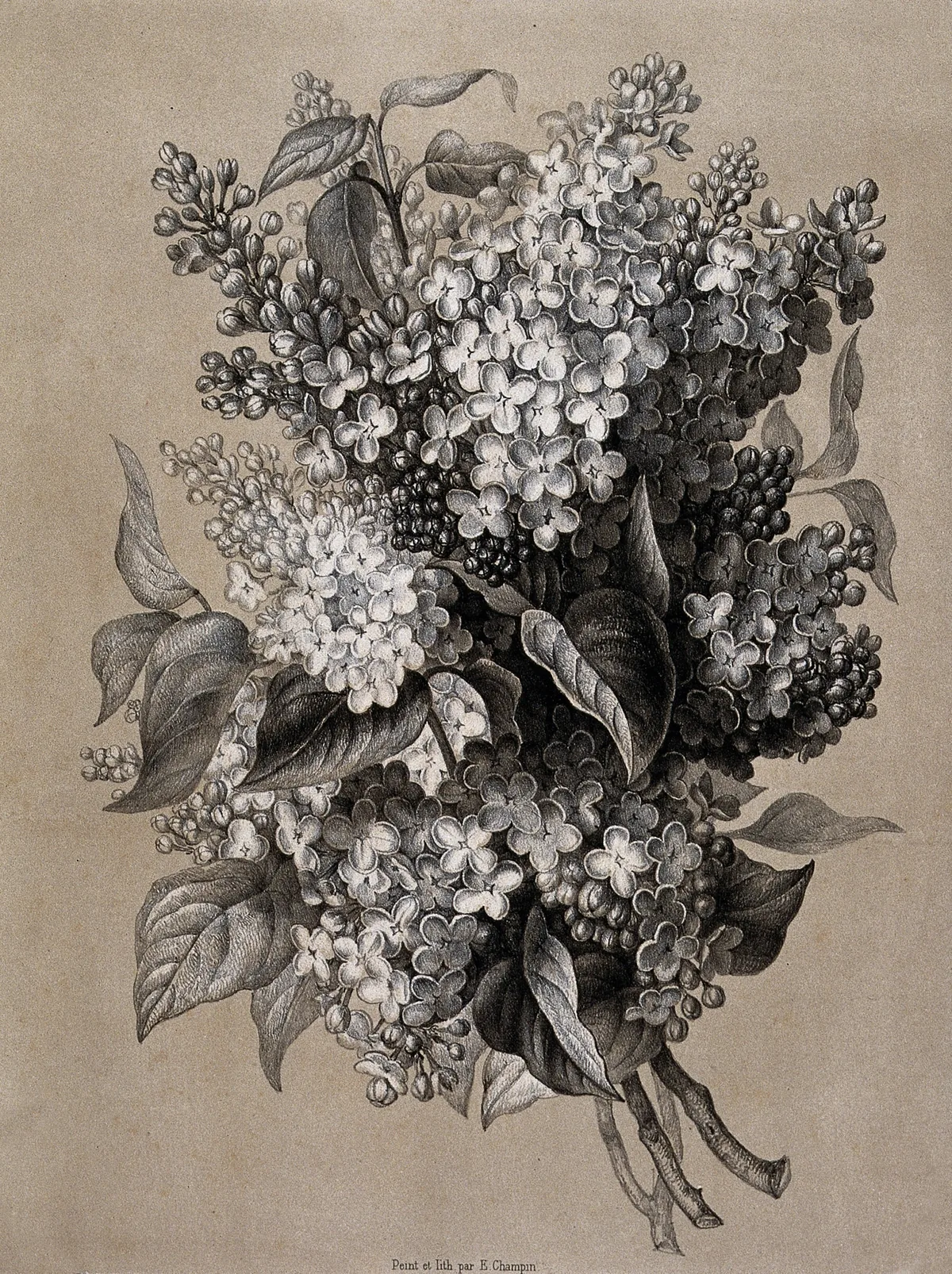 lilac (Syringa vulgaris), botanical illustration