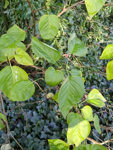 lilac (Syringa vulgaris), photograph