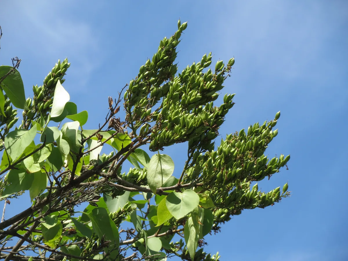 lilac (Syringa vulgaris), photograph
