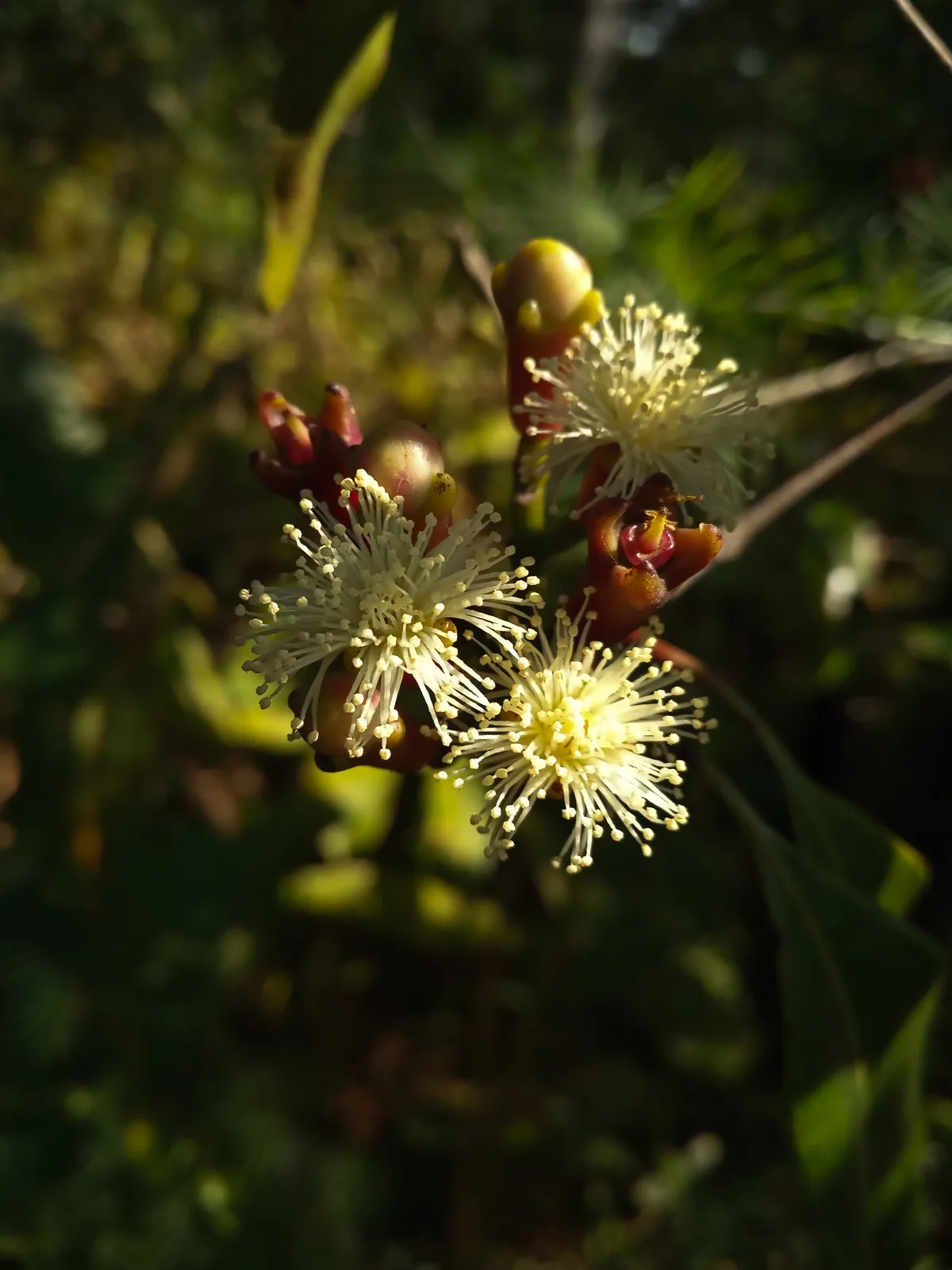 Photo: Bayu Nugroho · CC BY-SA 4.0 · via Wikimedia Commons clove (Syzygium aromaticum), photograph