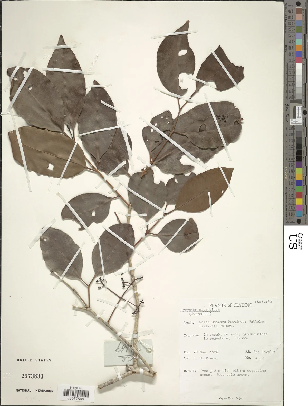 Clove (Syzygium aromaticum), photograph