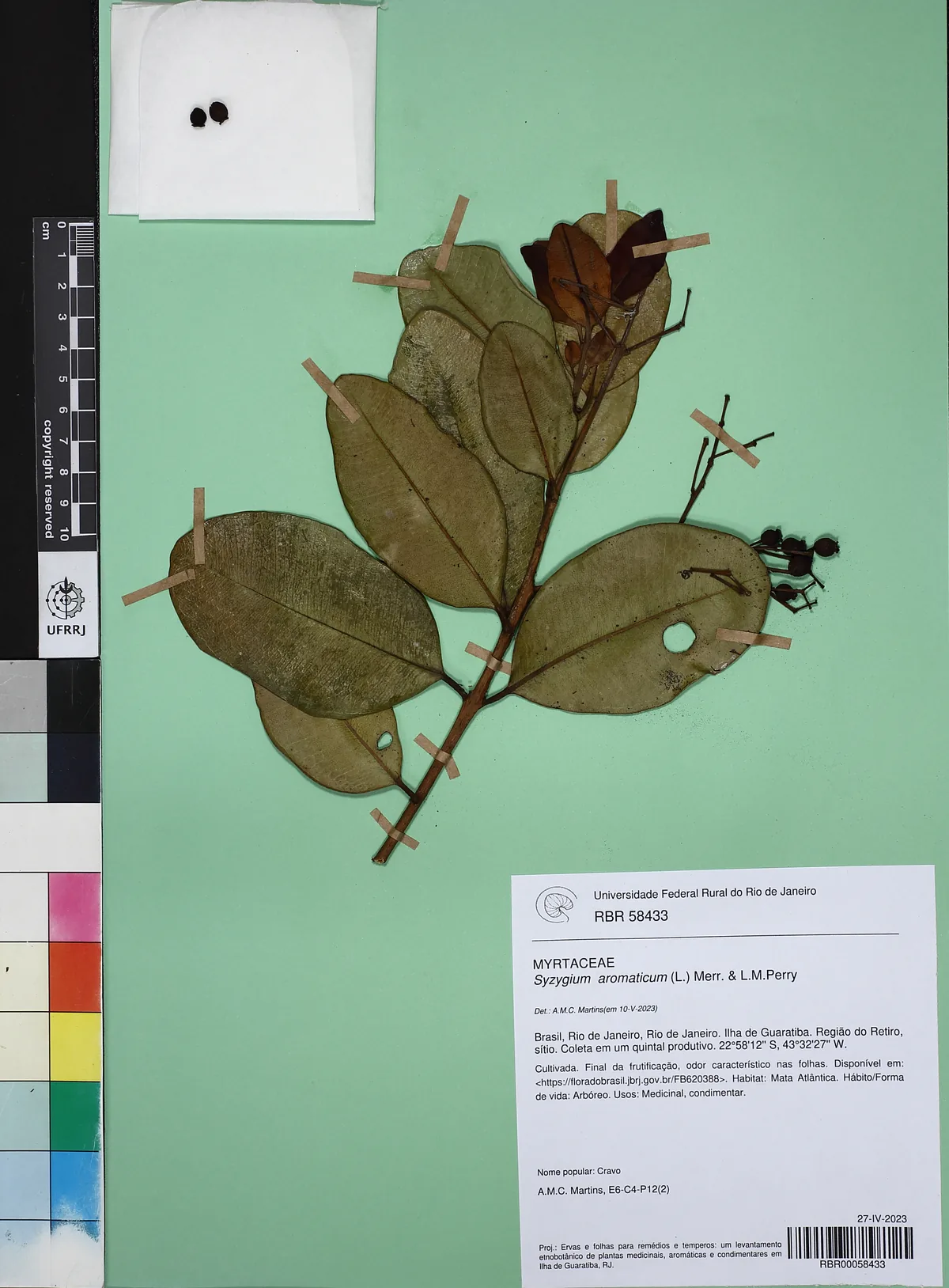 Clove (Syzygium aromaticum), photograph