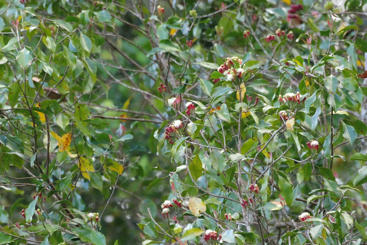 Photo: Eric Knight, via iNaturalist · CC BY · via GBIF Clove (Syzygium aromaticum), photograph