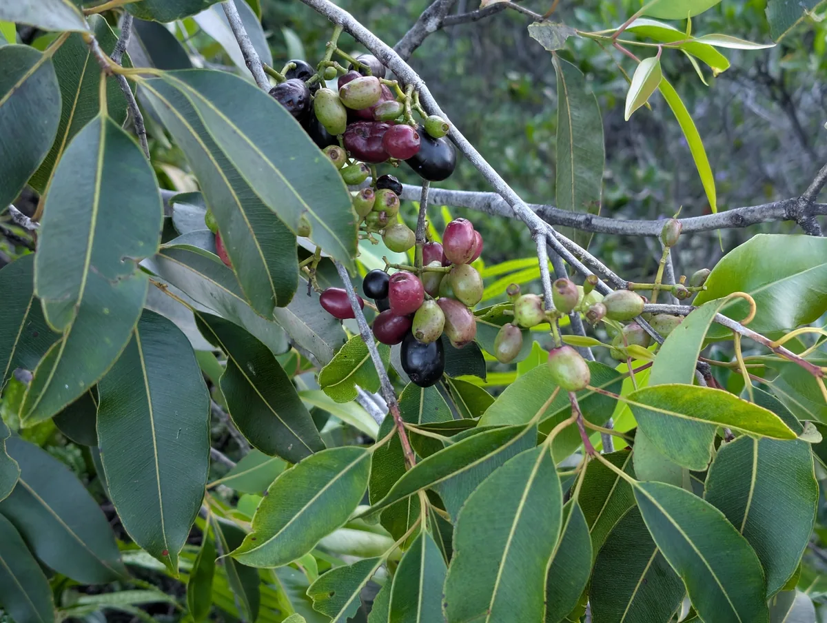 Photo: Damien Wallace, via iNaturalist · CC BY · via GBIF thabyay-hypyoo (Syzygium cumini), photograph