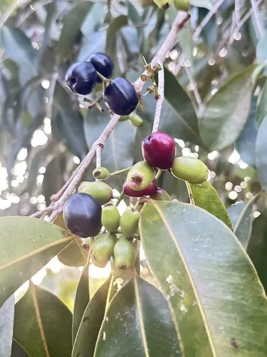 Thabyay Hypyoo (Syzygium cumini), photograph