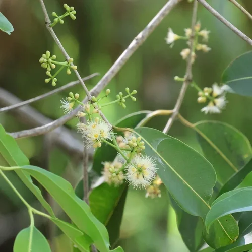 Thabyay Hypyoo (Syzygium cumini), photograph