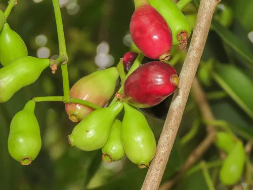 Photo: (c) Diogo Luiz, some rights reserved (CC BY) · cc-by · via iNaturalist Thabyay Hypyoo (Syzygium cumini), photograph