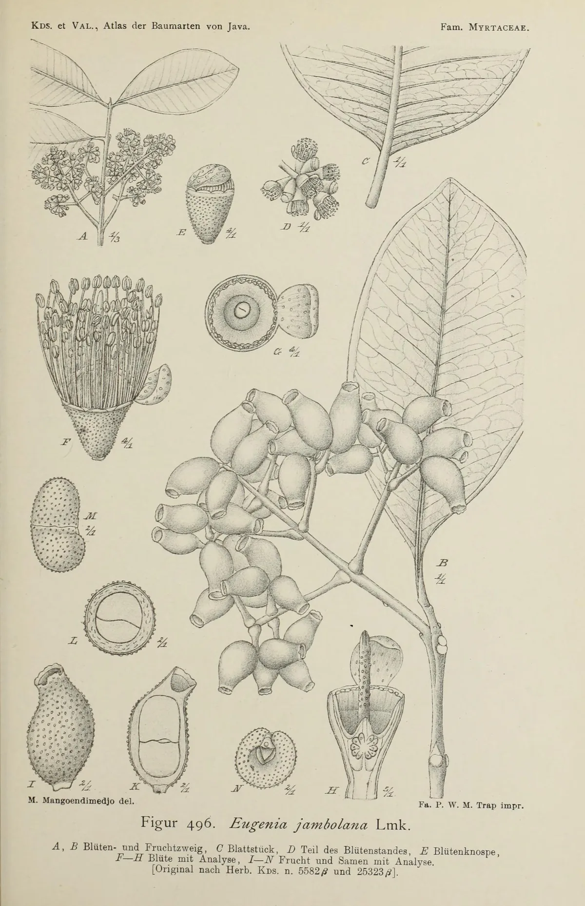 Thabyay Hypyoo (Syzygium cumini), botanical illustration