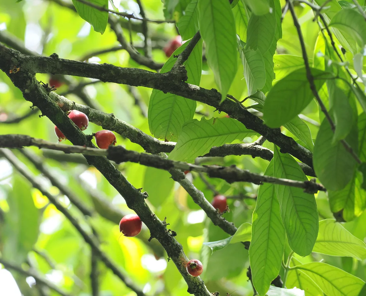 Malay apple (Syzygium malaccense), photograph