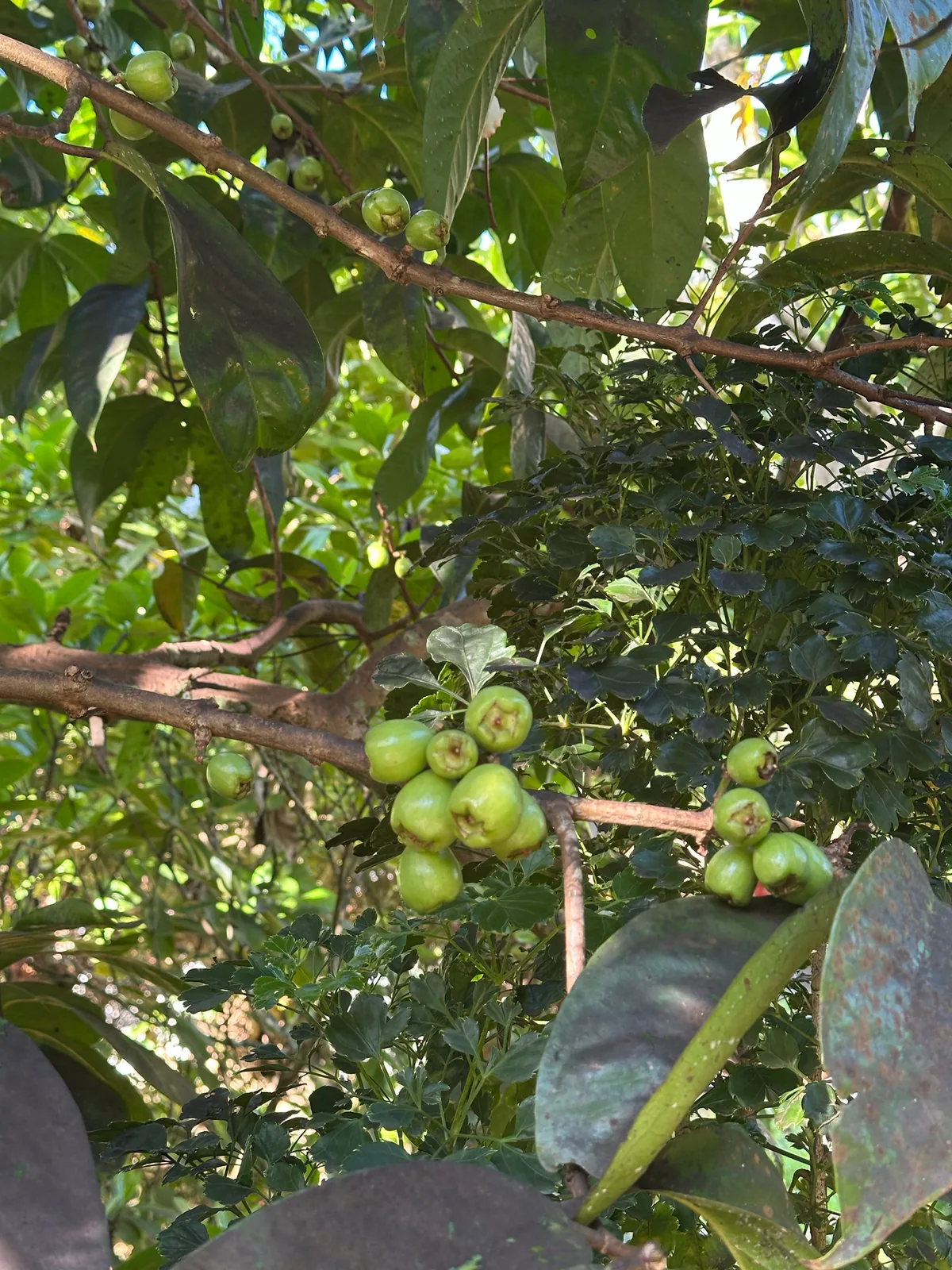 Malay apple (Syzygium malaccense), photograph