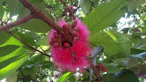 Malay apple (Syzygium malaccense), photograph
