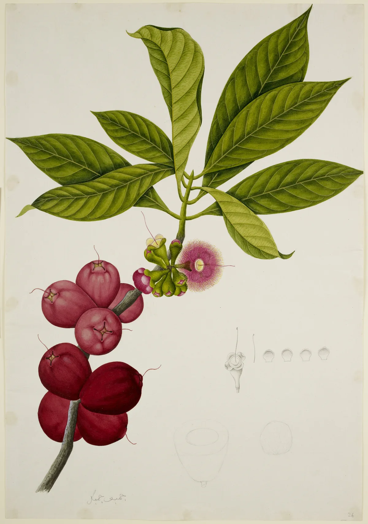 Malay apple (Syzygium malaccense), botanical illustration
