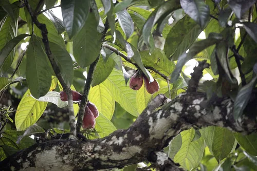 Photo: (c) Kristof Zyskowski, some rights reserved · CC BY · via iNaturalist Malay apple (Syzygium malaccense), photograph