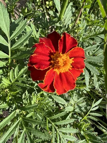 Photo: (c) Алёна Осипова, some rights reserved · CC BY · via iNaturalist marigold (Tagetes erecta), photograph