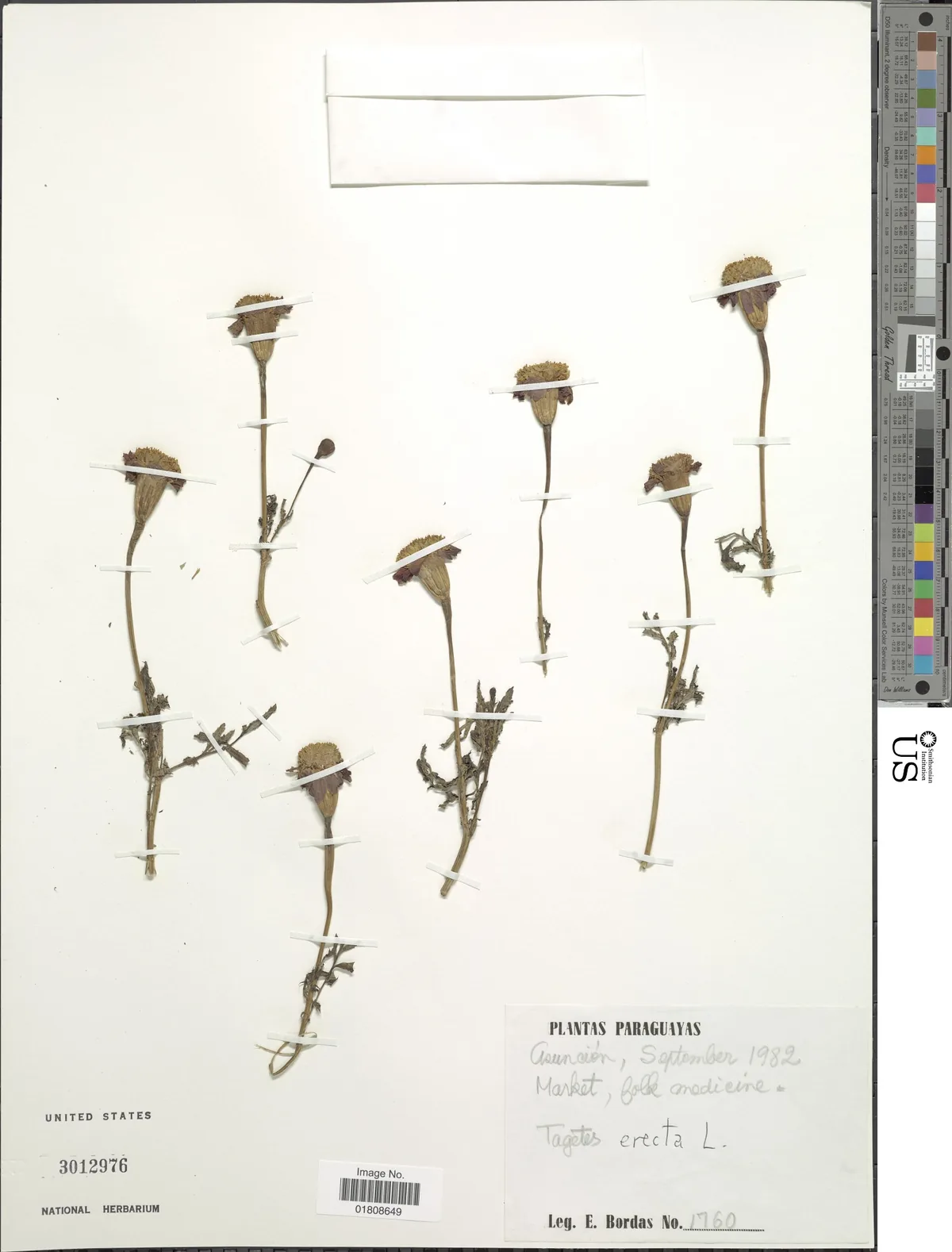 Marigold (Tagetes erecta), photograph