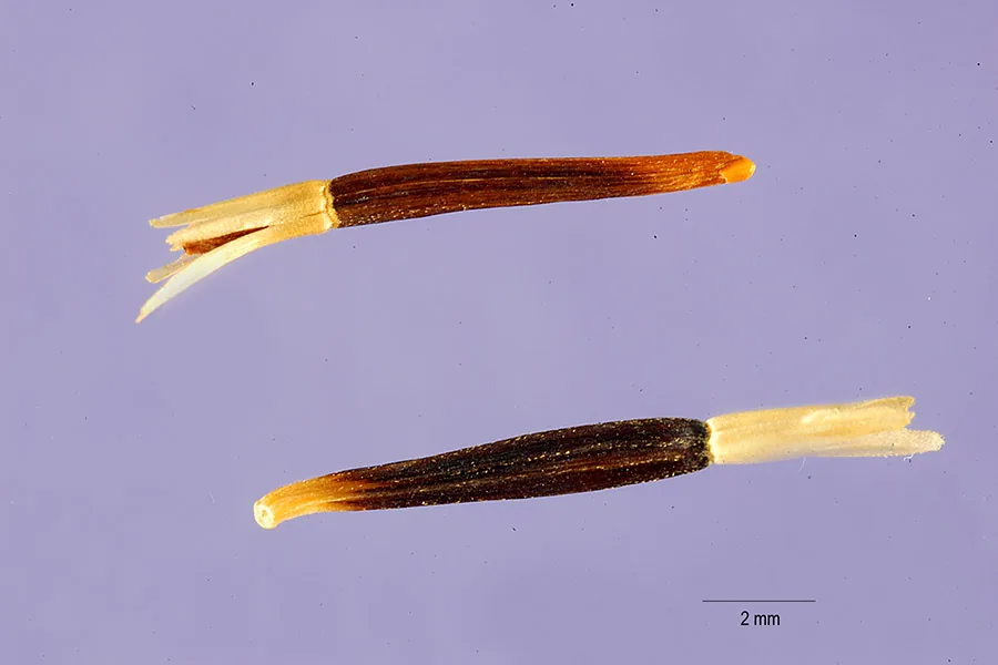 Photo: Tracey Slotta, ARS Systematic Botany and Mycology Laboratory · Public Domain (USDA-NRCS PLANTS Database) · via USDA Marigold (Tagetes erecta), photograph