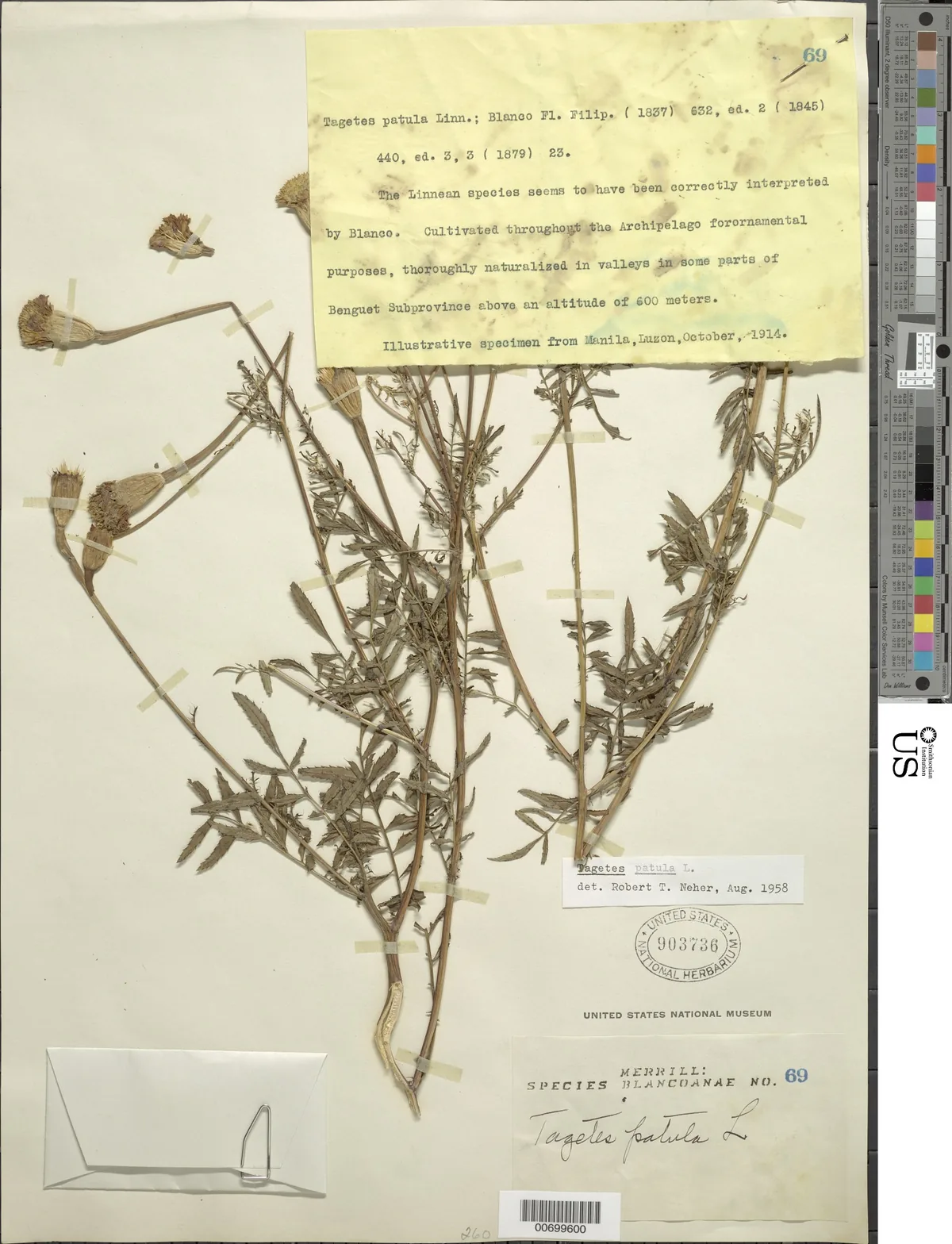 French Marigold (Tagetes patula), photograph