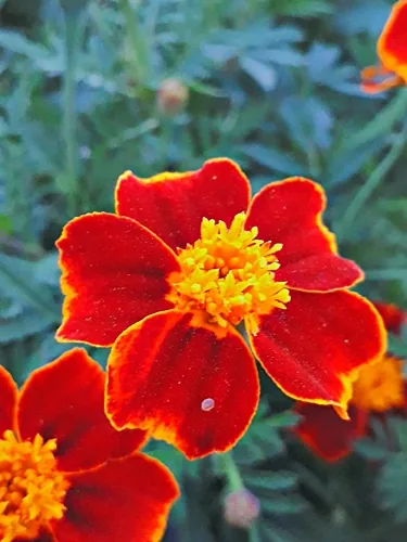 Photo: (c) ㅤ, some rights reserved · CC BY · via iNaturalist French marigold (Tagetes patula), photograph