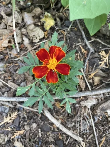 Photo: no rights reserved · cc0 · via iNaturalist French Marigold (Tagetes patula), photograph