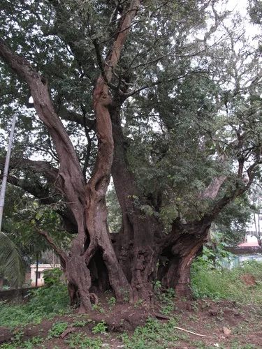 tamarind (Tamarindus indica), photograph