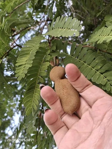 tamarind (Tamarindus indica), photograph