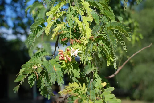 tamarind (Tamarindus indica), photograph