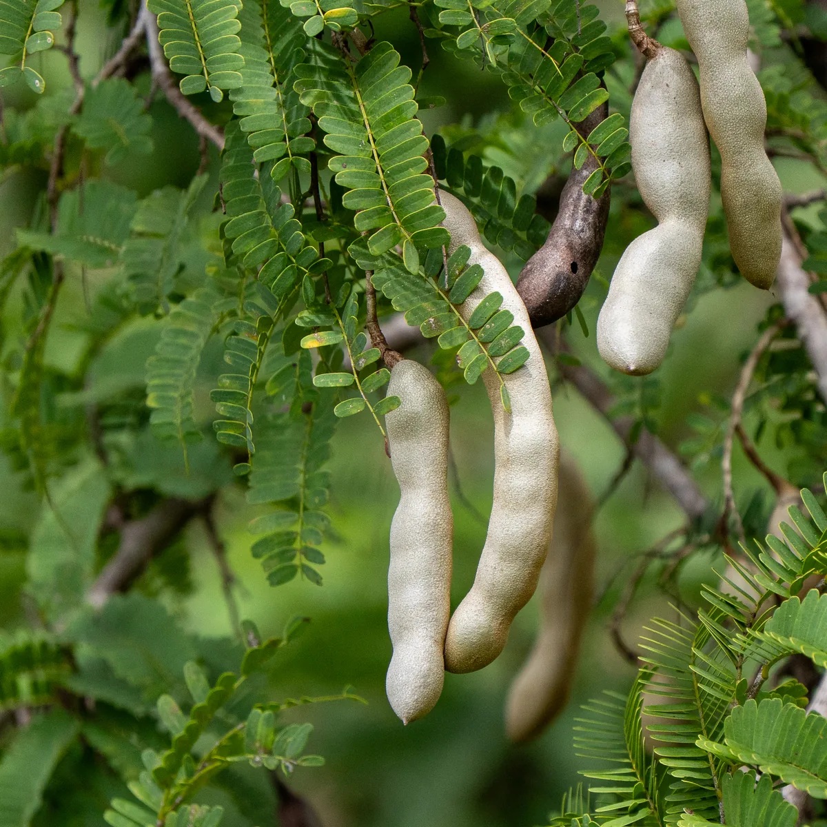 Photo: Anthony Batista, via iNaturalist · CC BY · via GBIF tamarind (Tamarindus indica), photograph