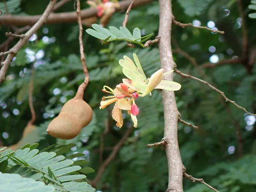 tamarind (Tamarindus indica), photograph