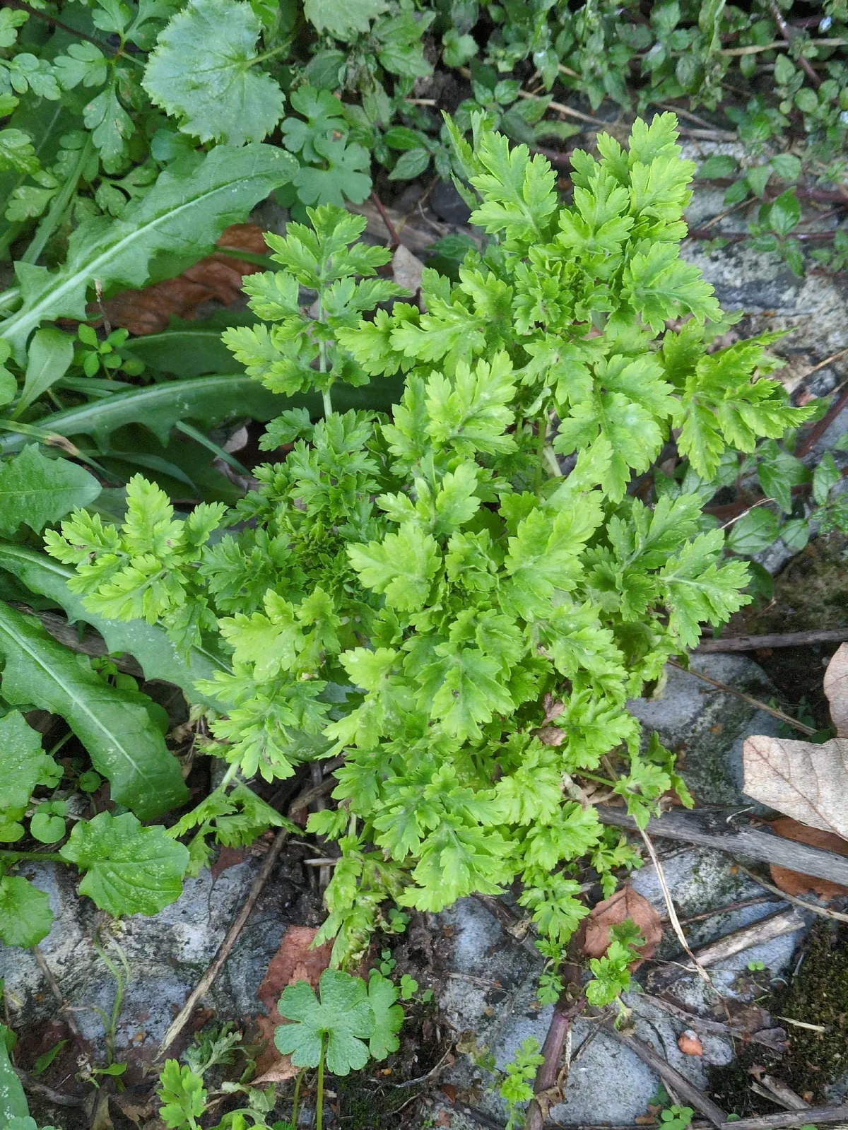 Photo: guywallbanks, via iNaturalist · CC BY · via GBIF feverfew (Tanacetum parthenium), photograph