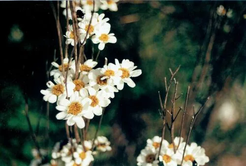 Feverfew (Tanacetum parthenium), photograph