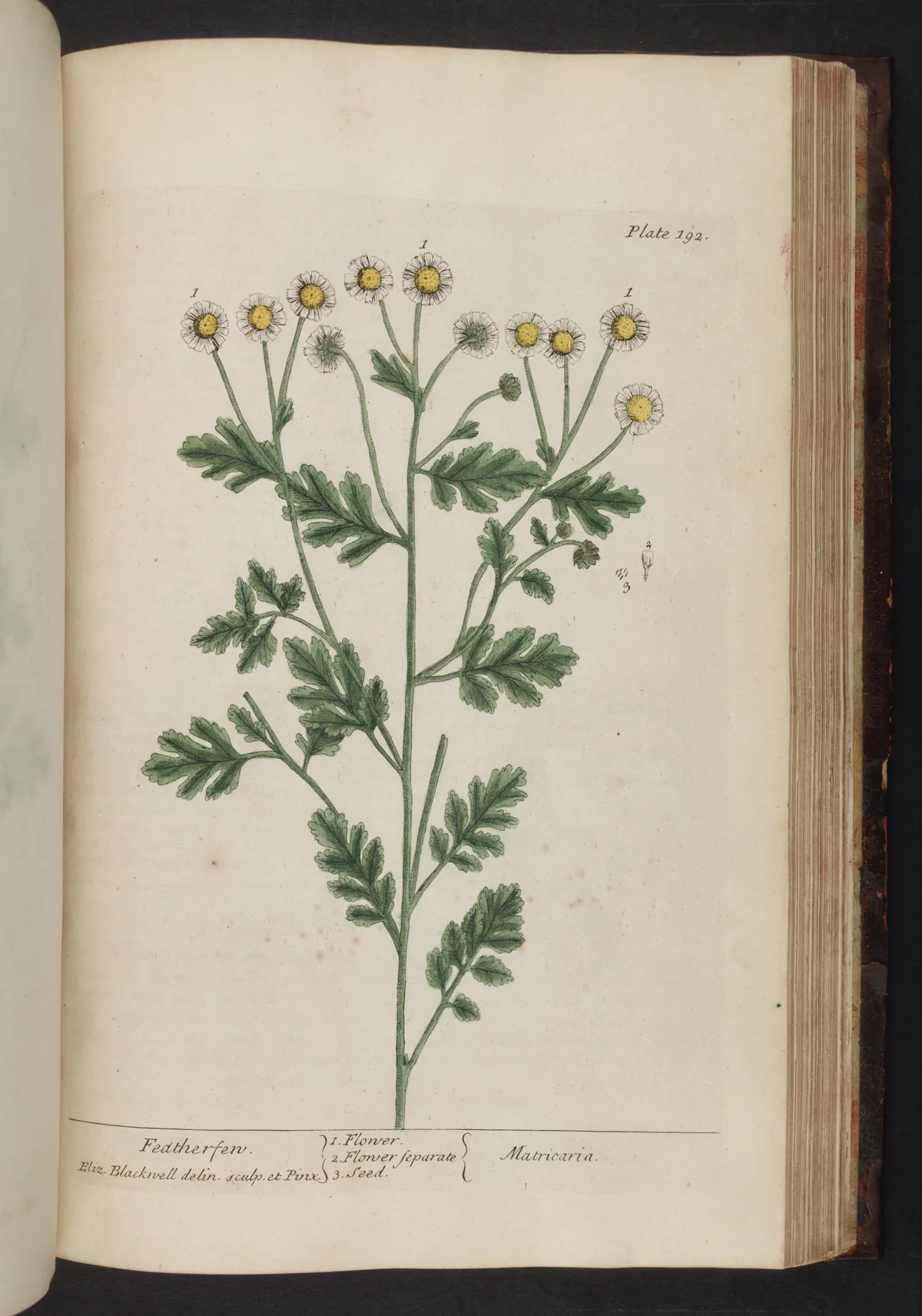 Feverfew (Tanacetum parthenium), botanical illustration