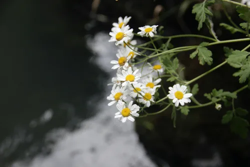 Feverfew (Tanacetum parthenium), photograph