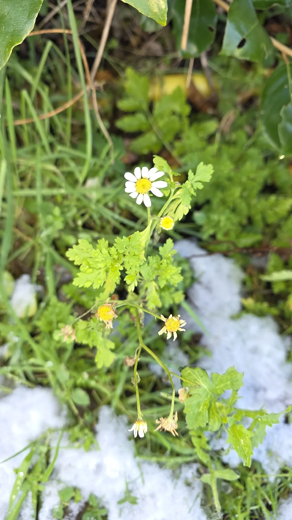 Feverfew (Tanacetum parthenium), photograph