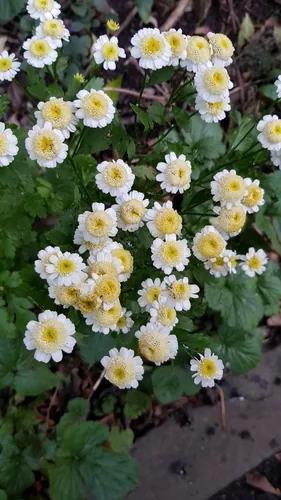 Photo: no rights reserved · cc0 · via iNaturalist Feverfew (Tanacetum parthenium), photograph