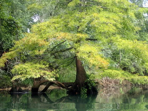 Photo: (c) mfeaver, some rights reserved (CC BY) · cc-by · via iNaturalist Bald Cypress (Taxodium distichum), photograph