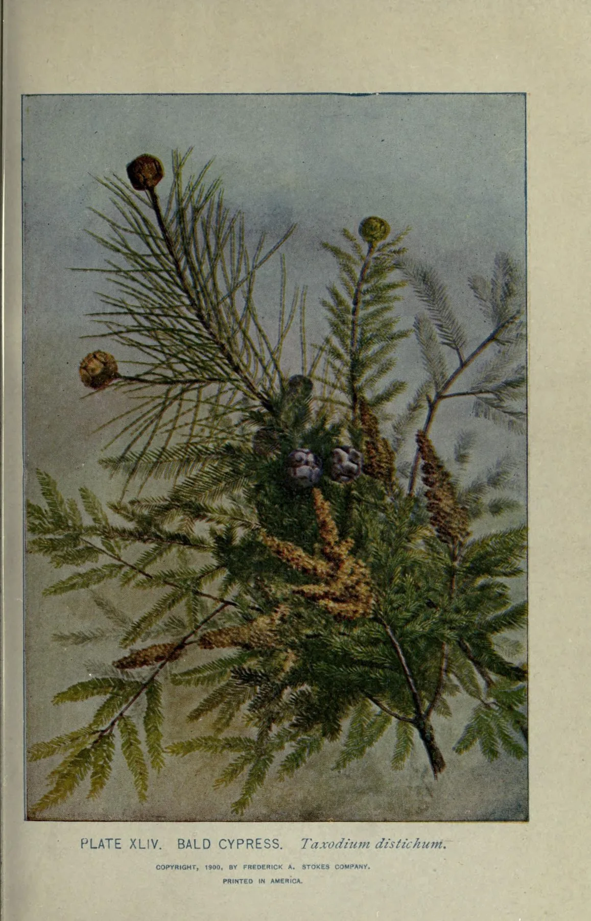 Bald Cypress (Taxodium distichum), botanical illustration