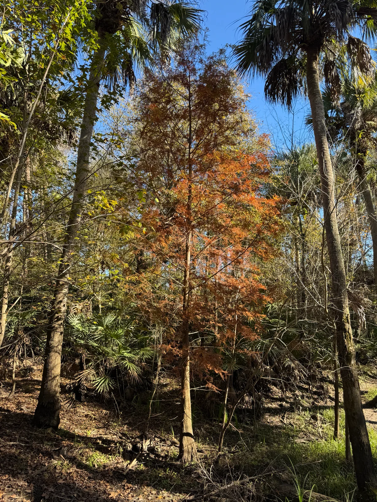 Bald Cypress (Taxodium distichum), photograph