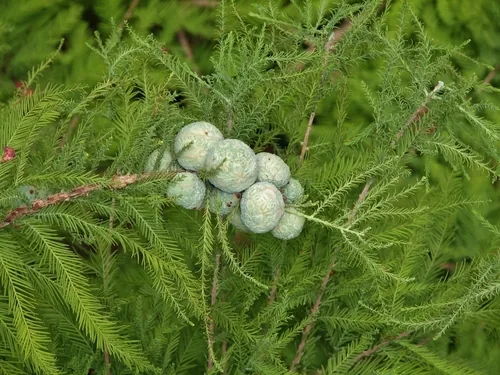 Bald Cypress (Taxodium distichum), photograph